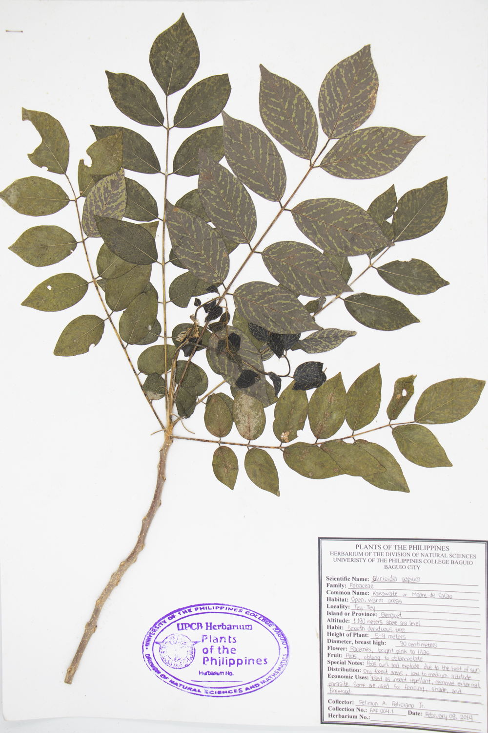 Image of Fabaceae Gliricidia sepium