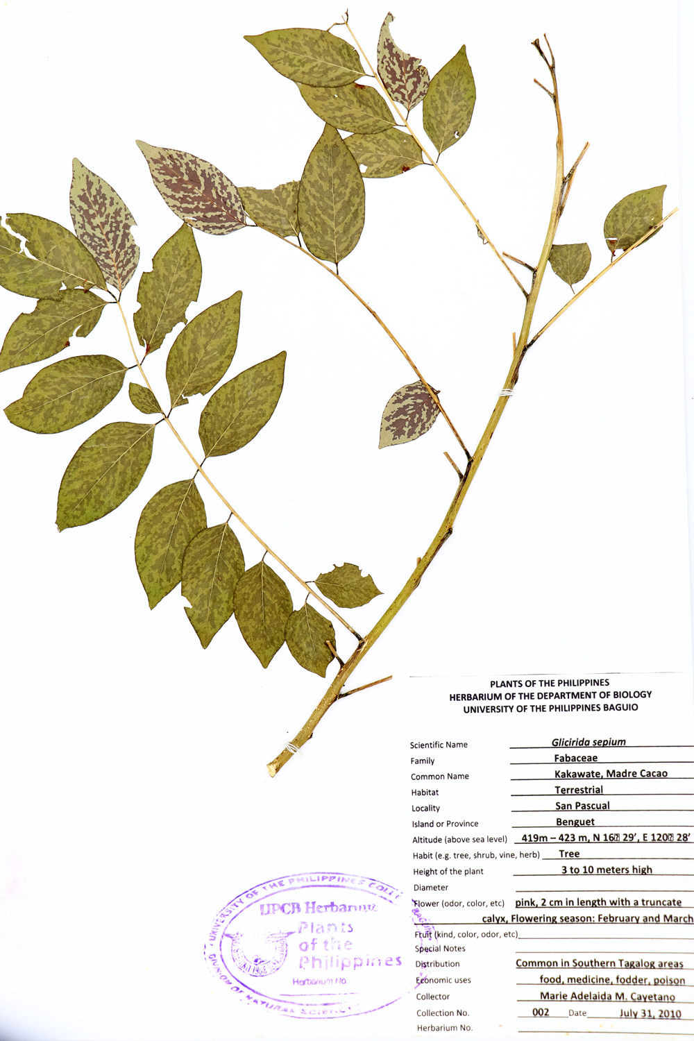 Image of Fabaceae Gliricidia sepium