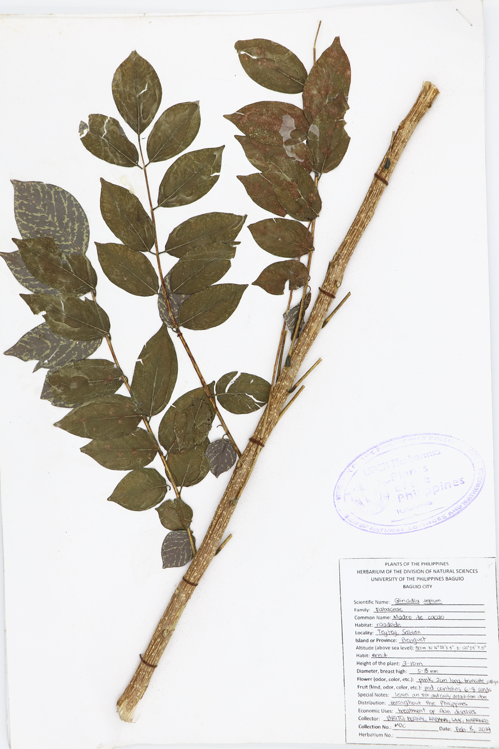 Image of Fabaceae Gliricidia sepium