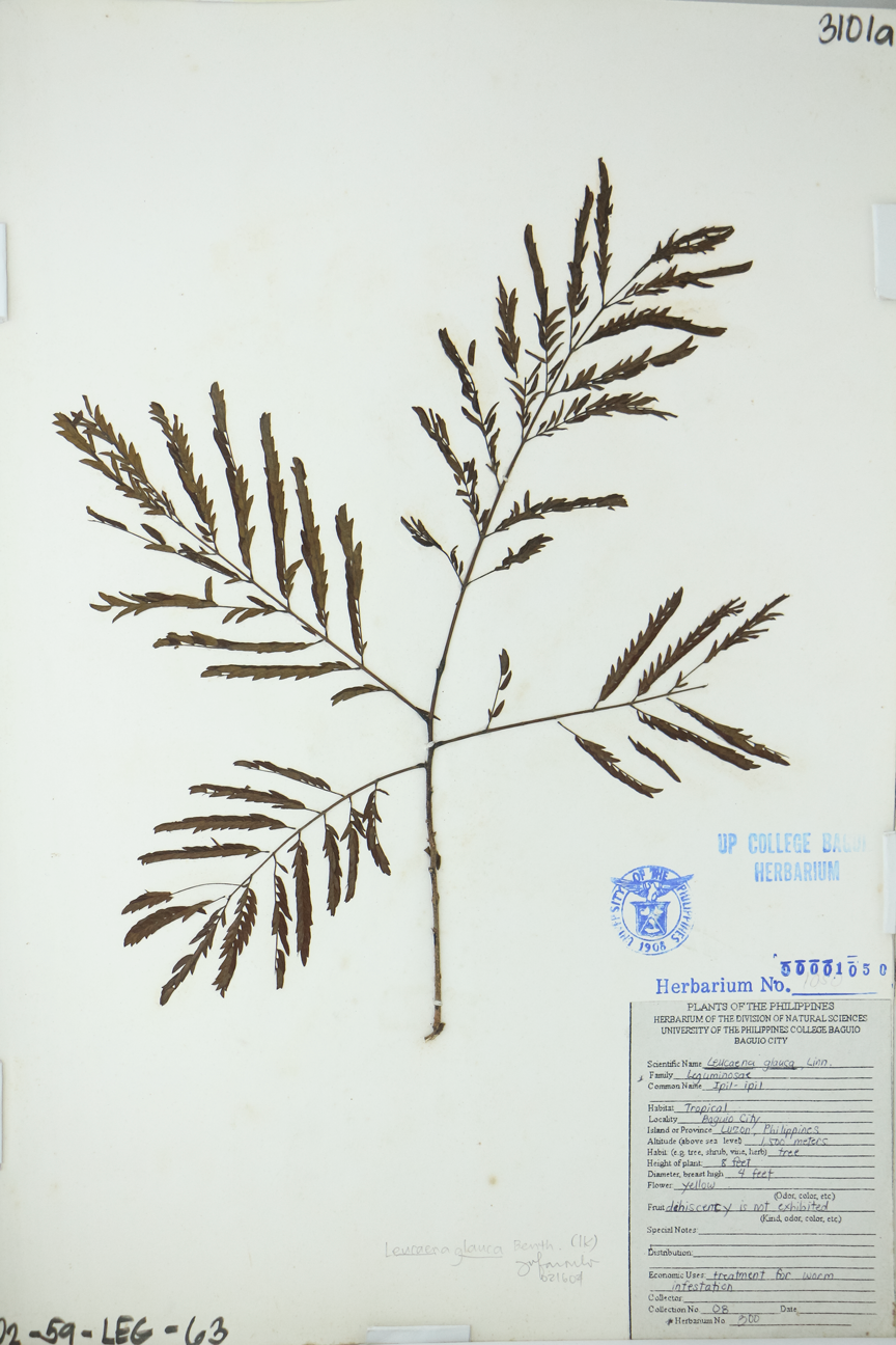 Image of Fabaceae Leucaena leucocephala