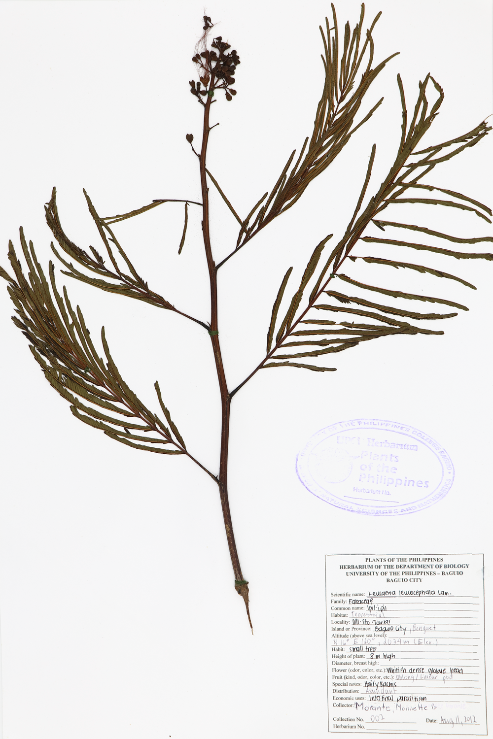 Image of Fabaceae Leucaena leucocephala