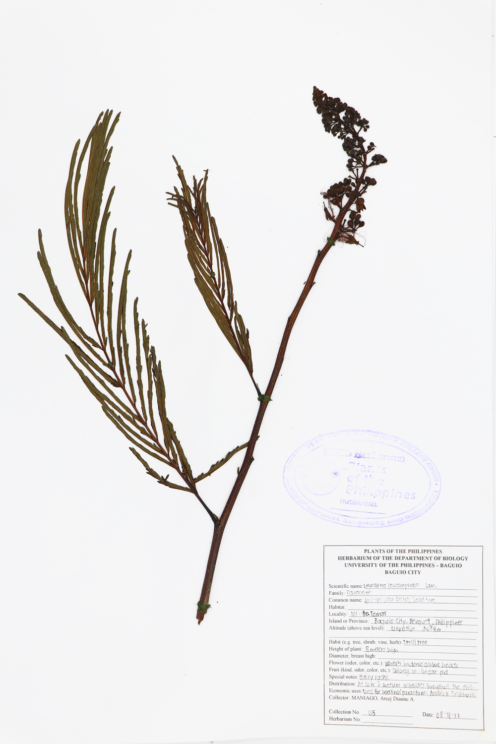 Image of Fabaceae Leucaena leucocephala