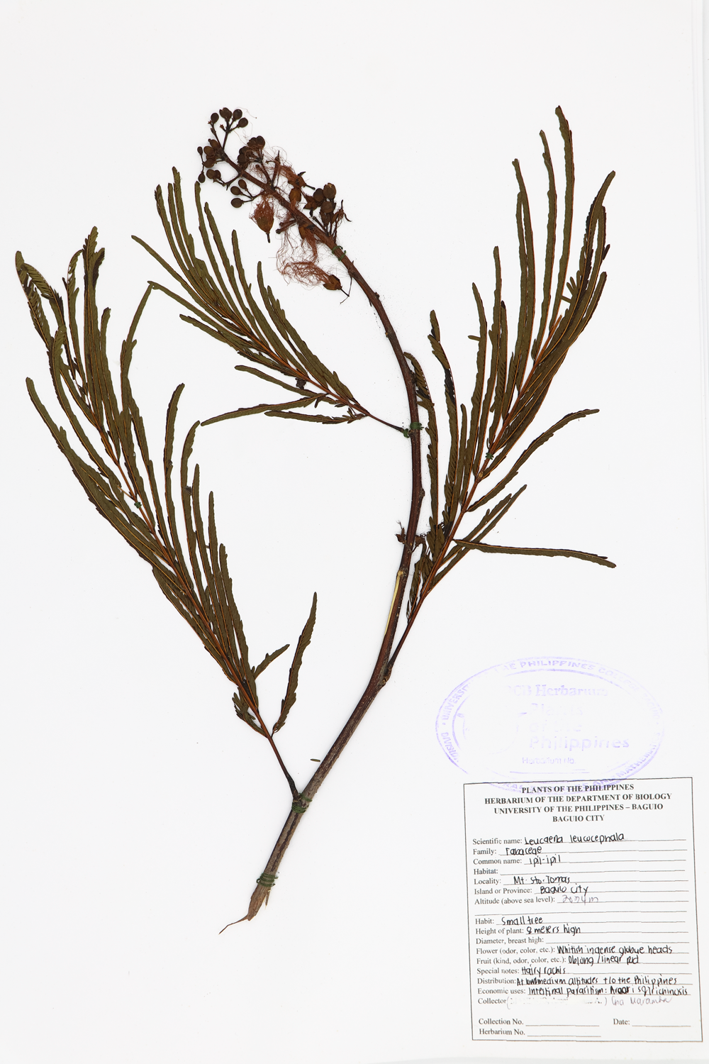 Image of Fabaceae Leucaena leucocephala