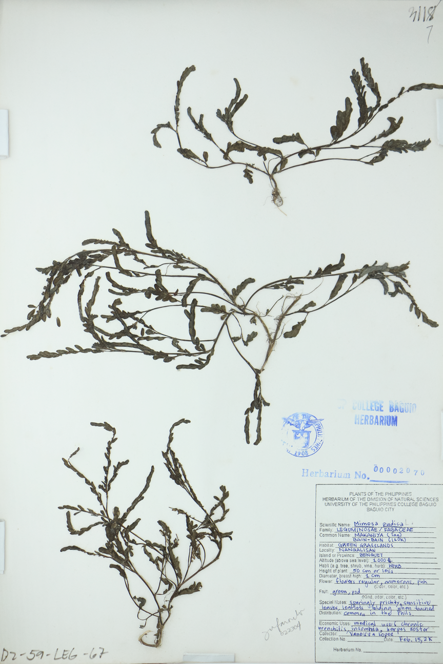 Image of Fabaceae Mimosa pudica