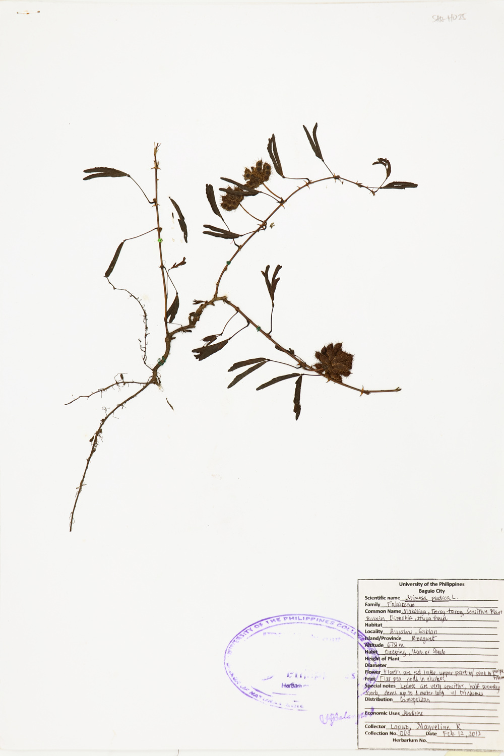 Image of Fabaceae Mimosa pudica