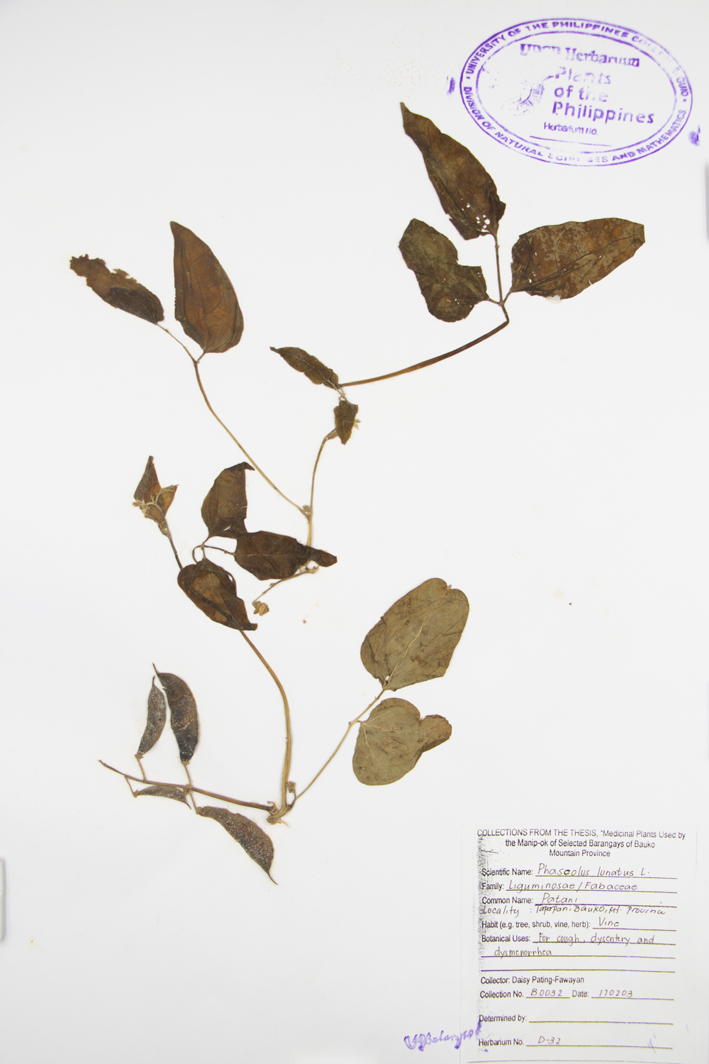 Image of Fabaceae Phaseolus lunatus