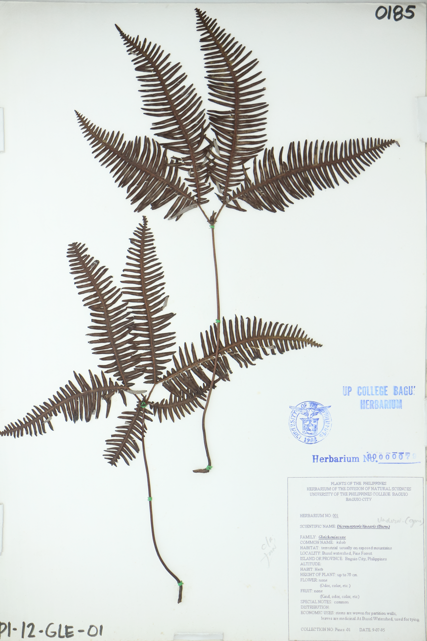 Image of Gleicheniaceae Dicranopteris linearis