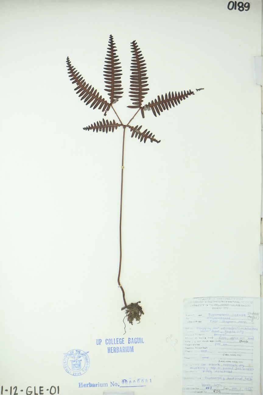 Image of Gleicheniaceae Dicranopteris linearis