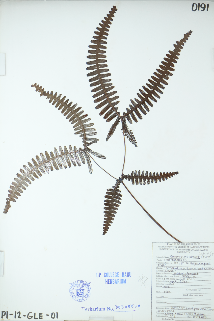 Image of Gleicheniaceae Dicranopteris linearis