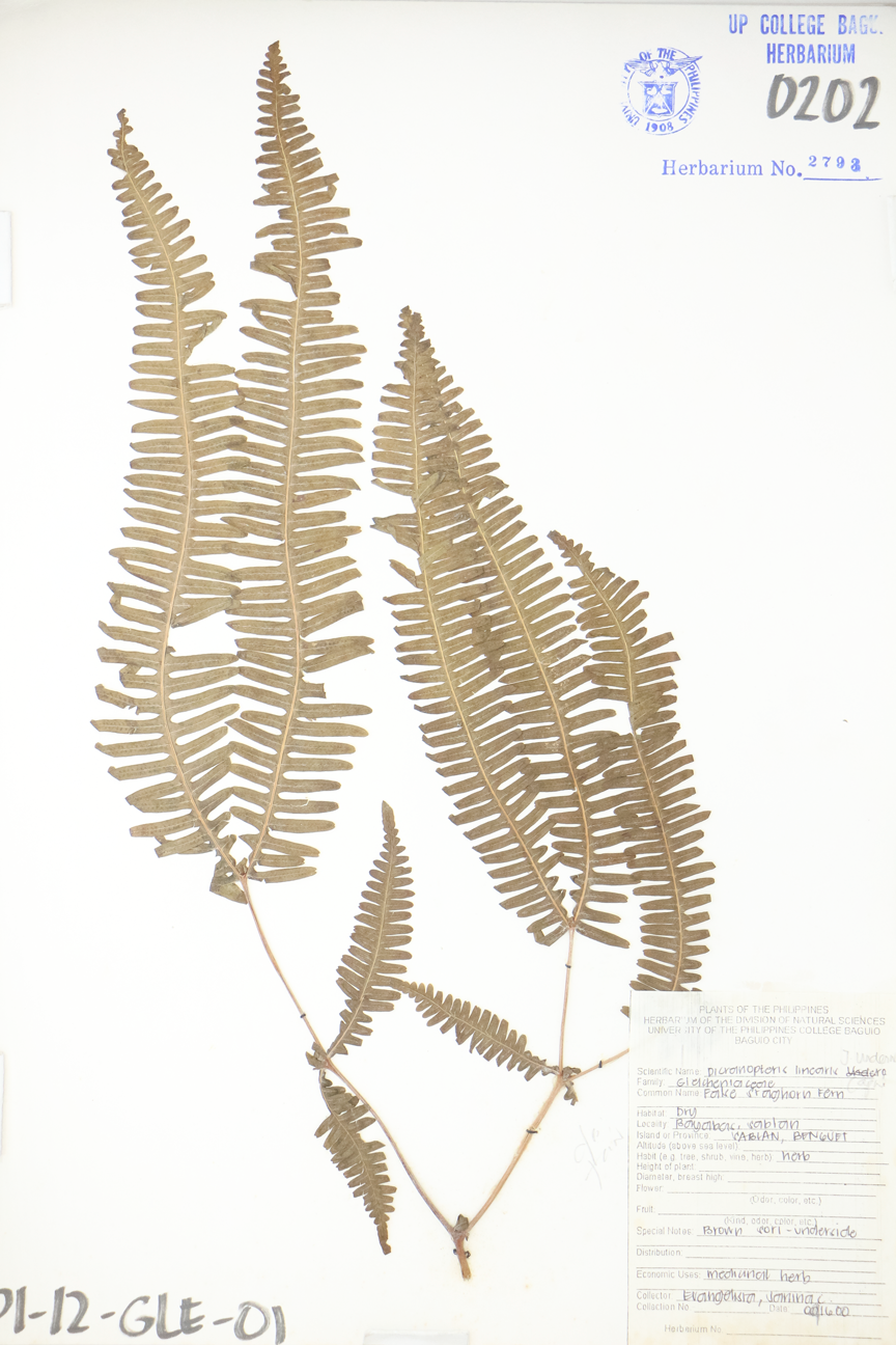 Image of Gleicheniaceae Dicranopteris linearis