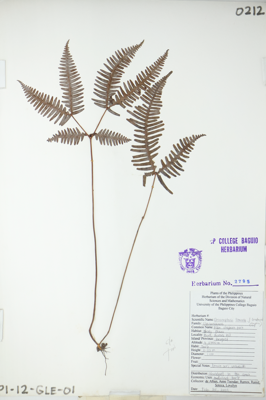 Image of Gleicheniaceae Dicranopteris linearis