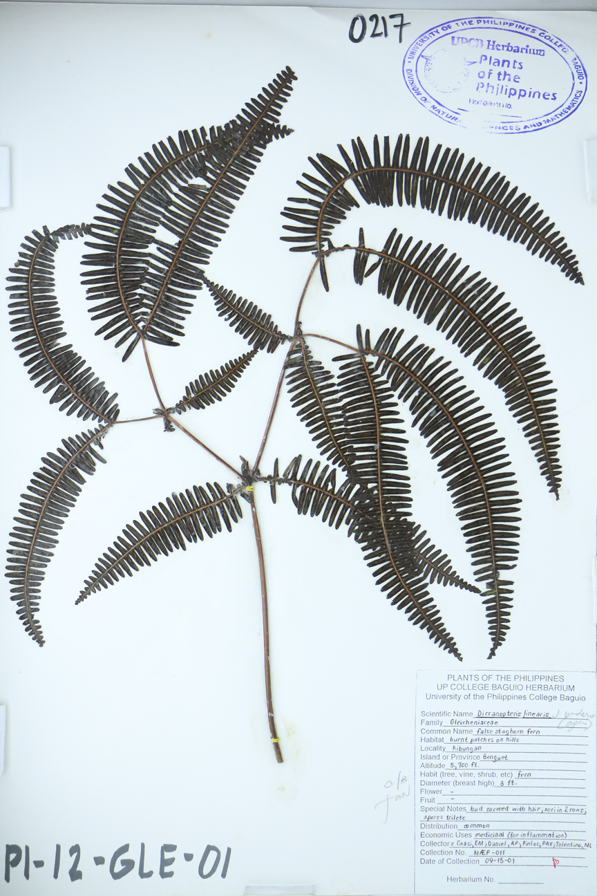 Image of Gleicheniaceae Dicranopteris linearis