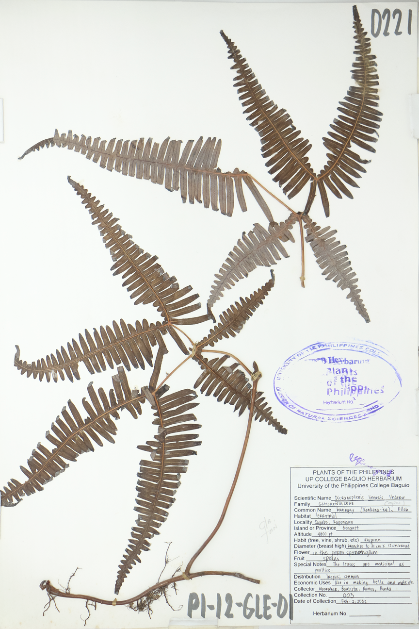 Image of Gleicheniaceae Dicranopteris linearis