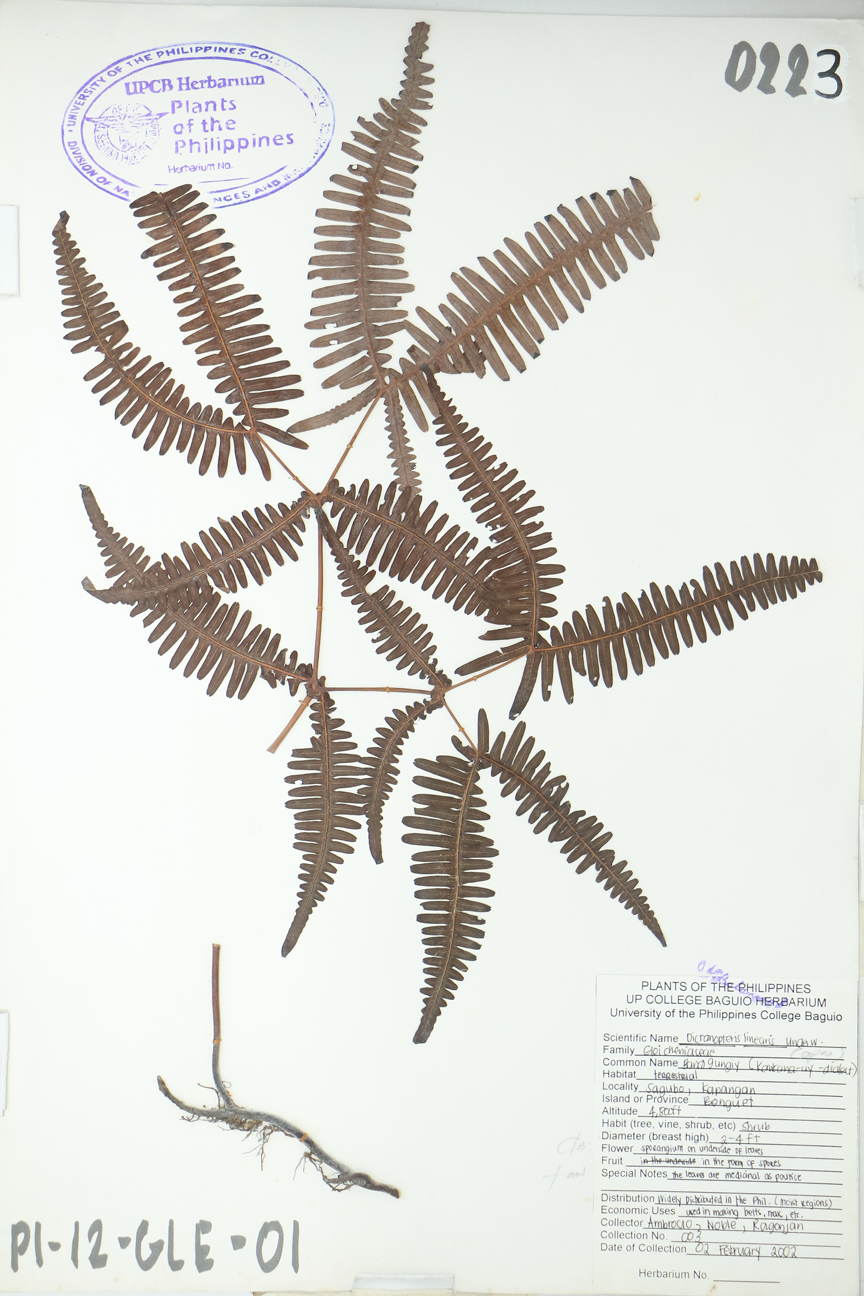 Image of Gleicheniaceae Dicranopteris linearis