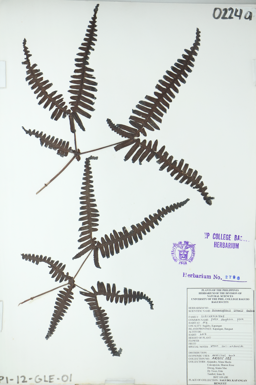 Image of Gleicheniaceae Dicranopteris linearis