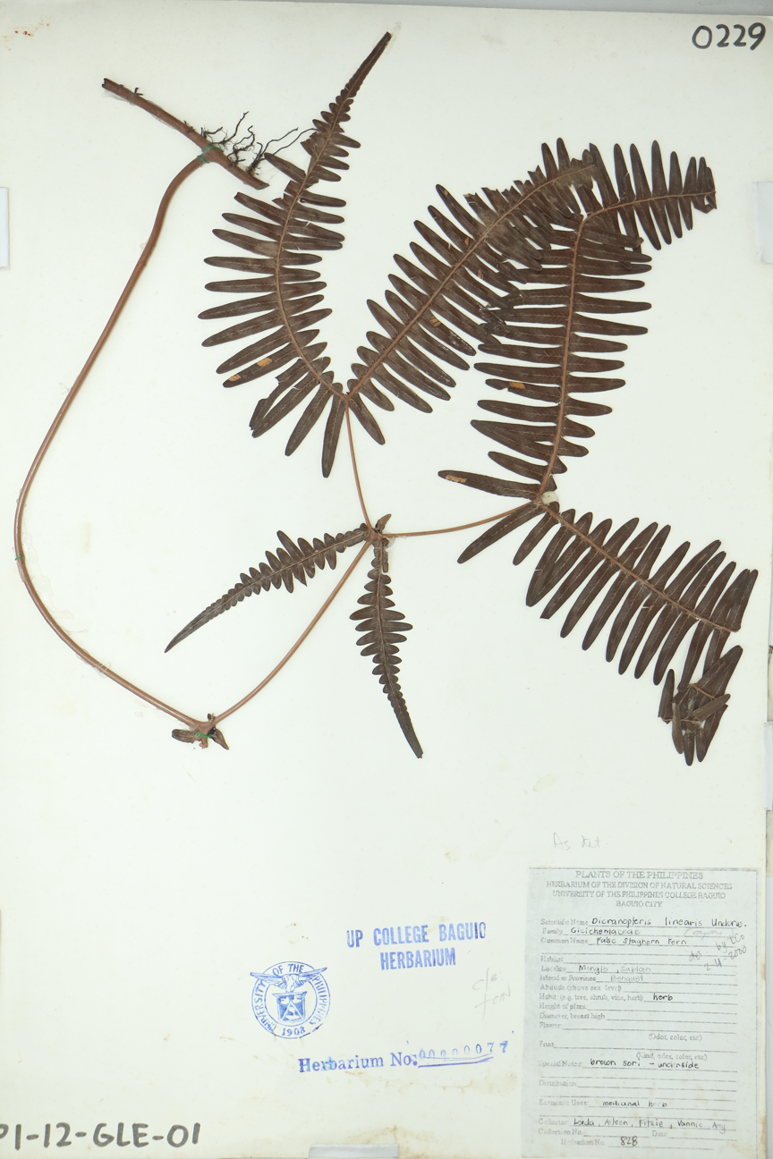 Image of Gleicheniaceae Dicranopteris linearis