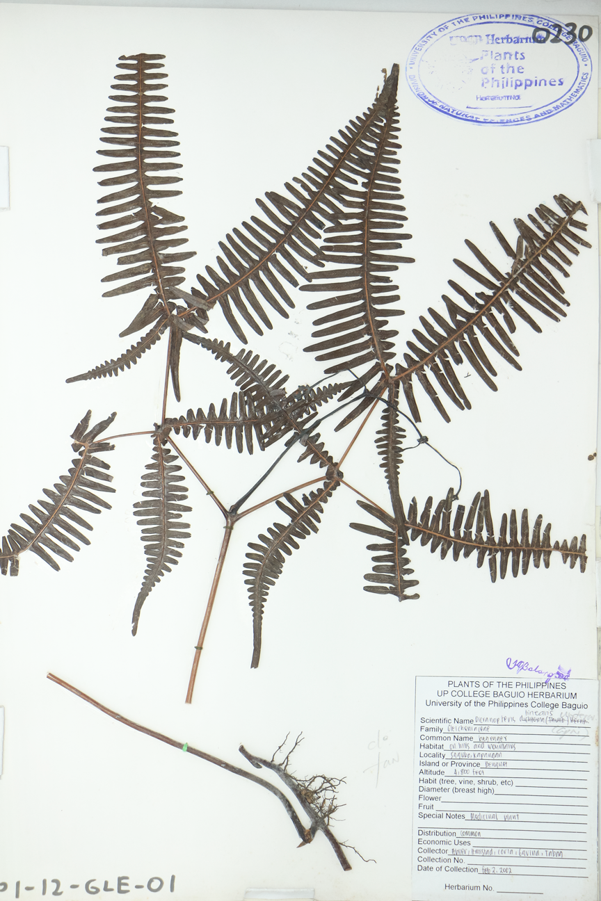 Image of Gleicheniaceae Dicranopteris linearis