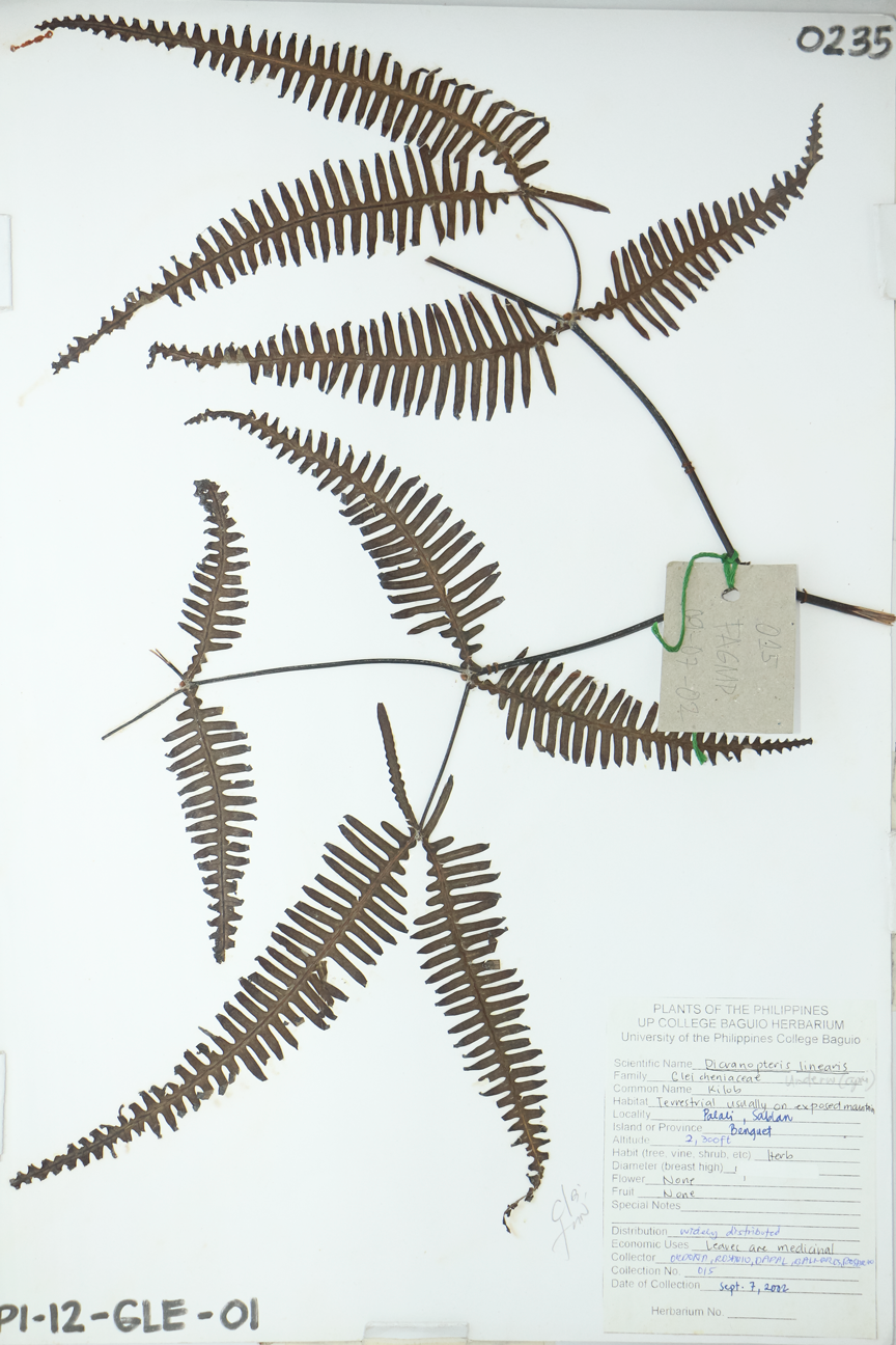 Image of Gleicheniaceae Dicranopteris linearis