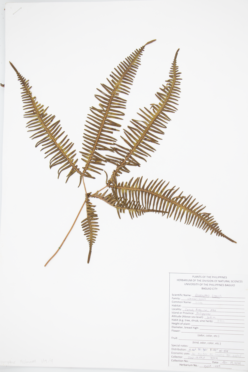 Image of Gleicheniaceae Dicranopteris linearis