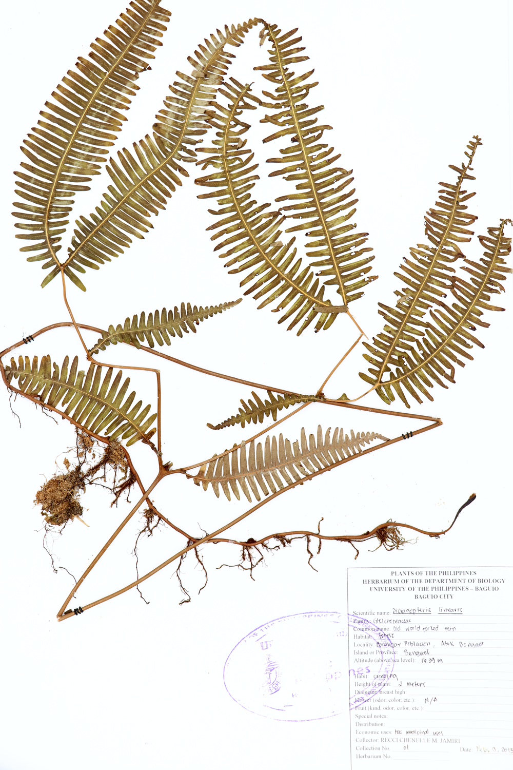 Image of Gleicheniaceae Dicranopteris linearis