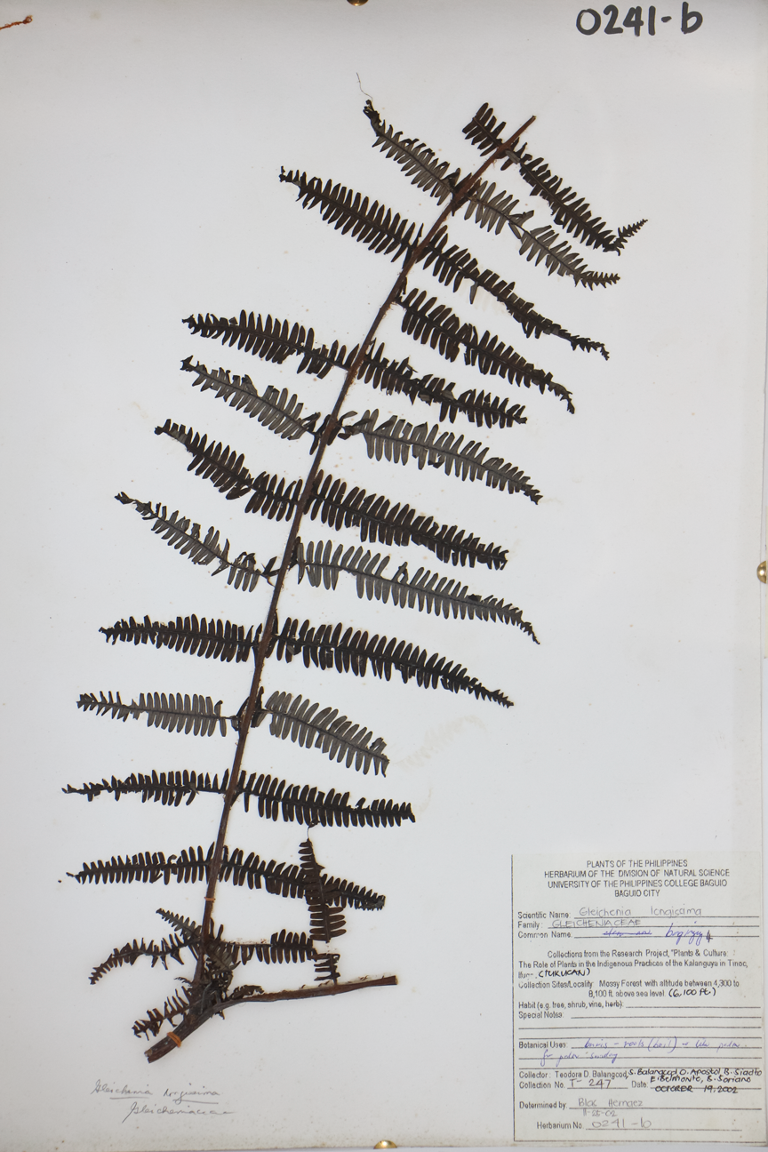 Image of Gleicheniaceae Gleichenia longissima