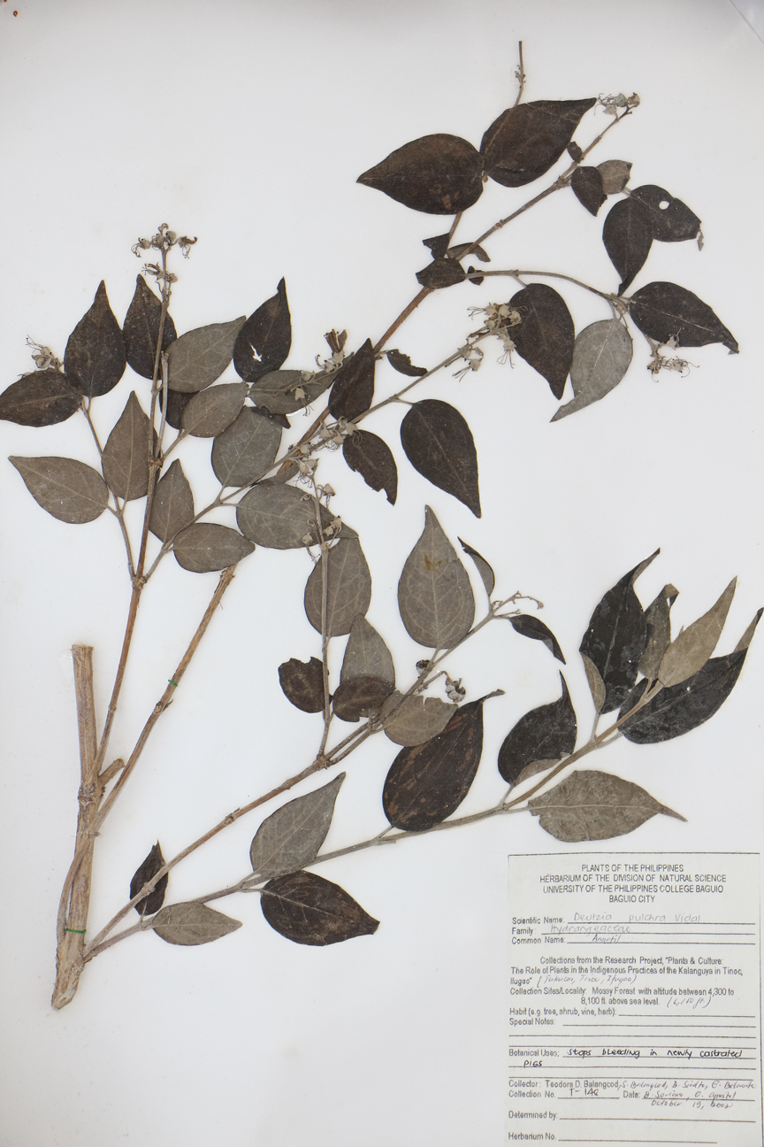 Image of Hydrangeaceae Deutzia pulchra