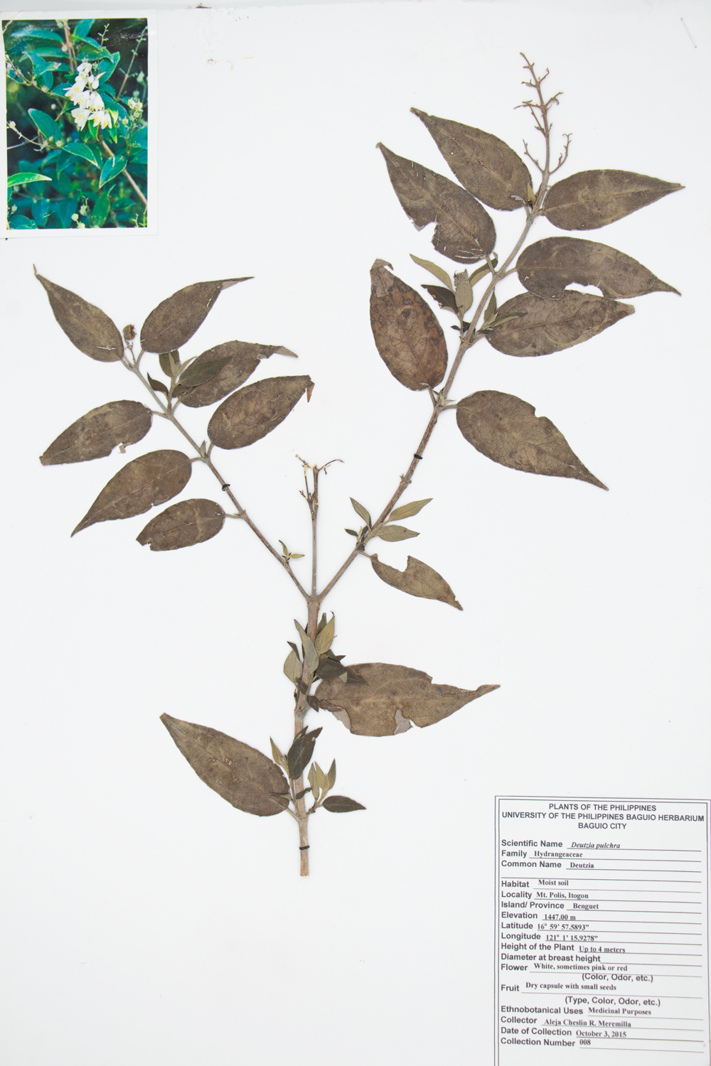 Image of Hydrangeaceae Deutzia pulchra