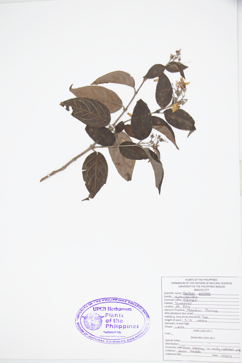 Image of Hydrangeaceae Deutzia pulchra