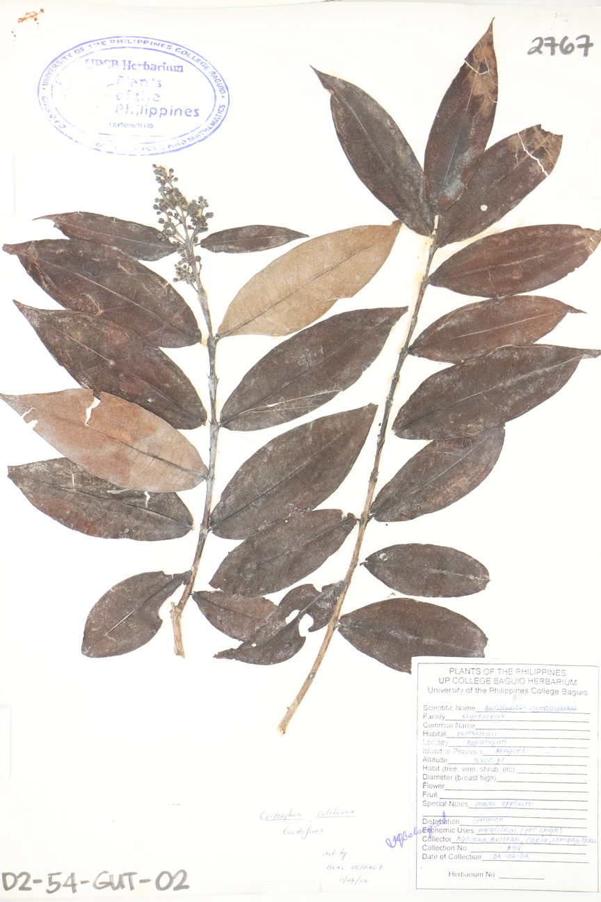 Image of Hypericaceae Cratoxylum sumatranum subsp. sumatranum