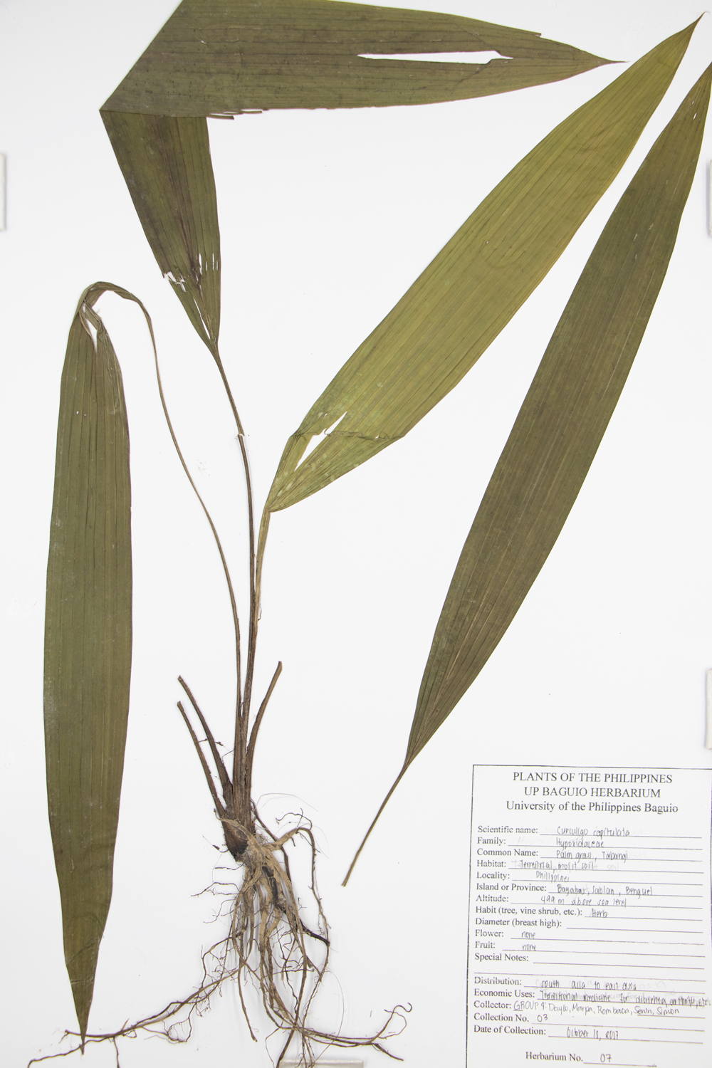 Image of Hypoxidaceae Molineria capitulata