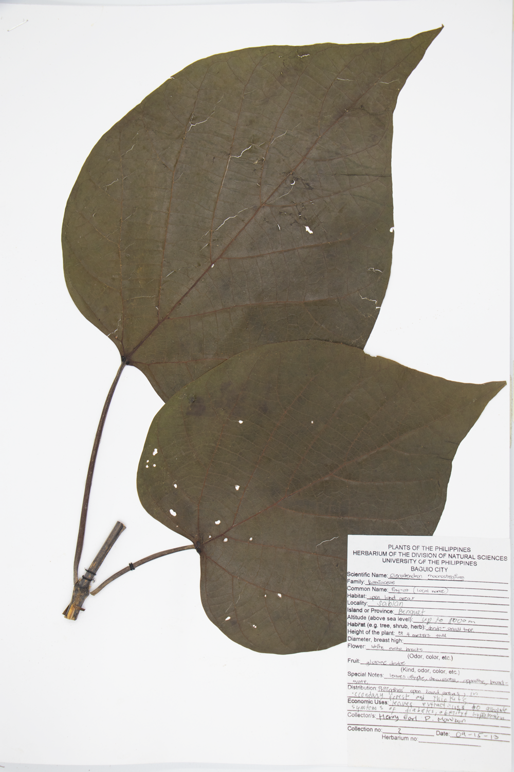 Image of Lamiaceae Clerodendrum macrostegium