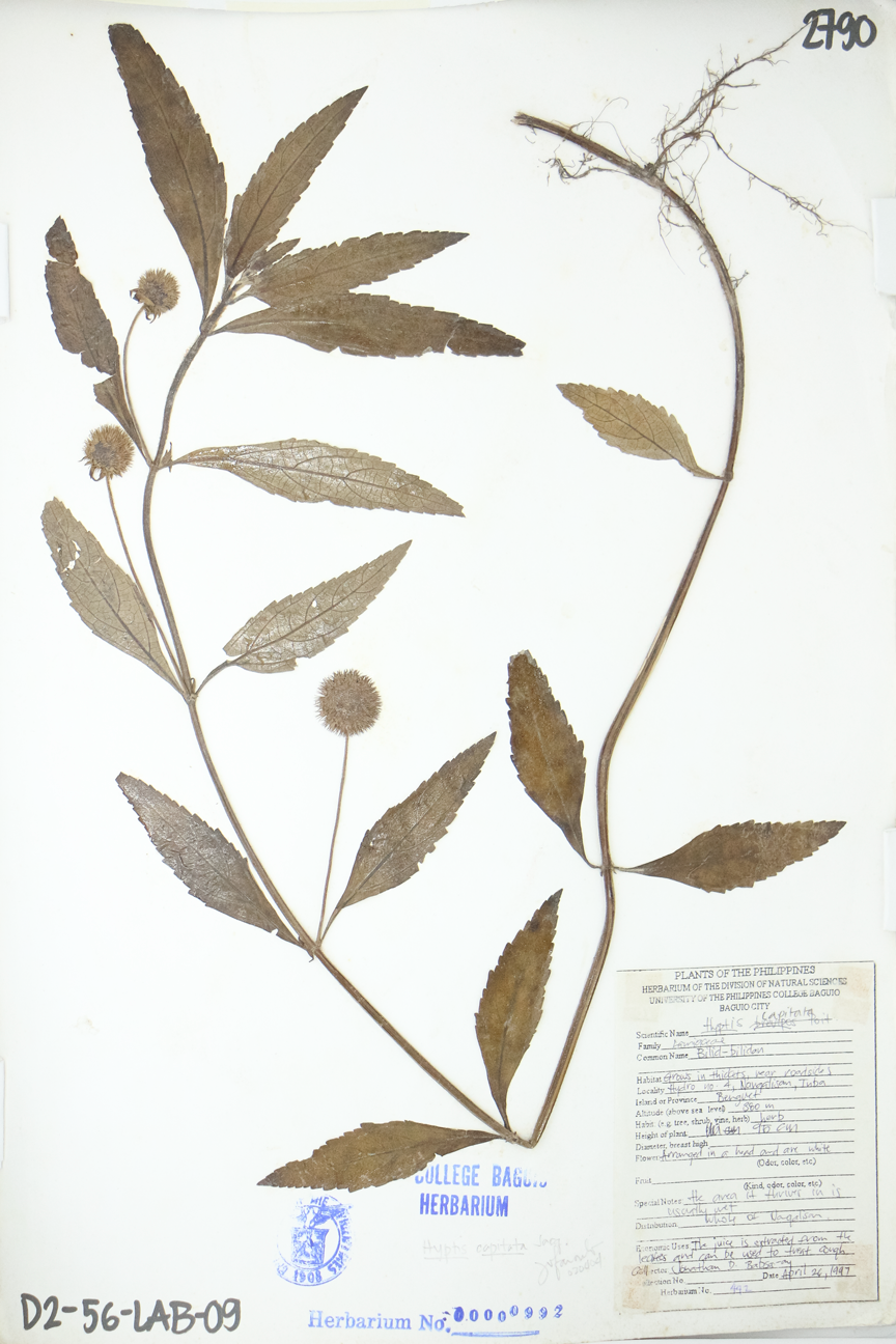 Image of Lamiaceae Hyptis capitata