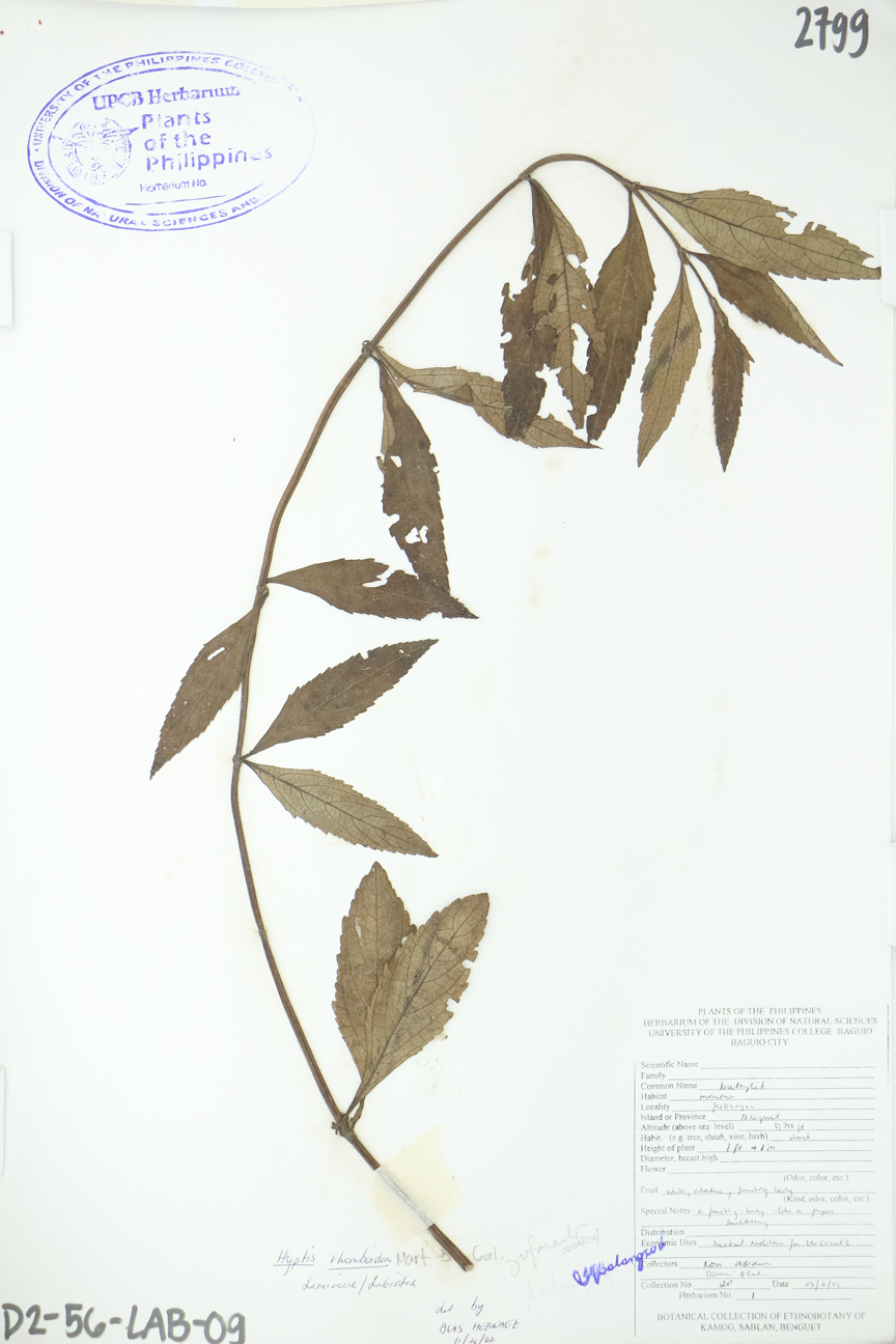 Image of Lamiaceae Hyptis capitata