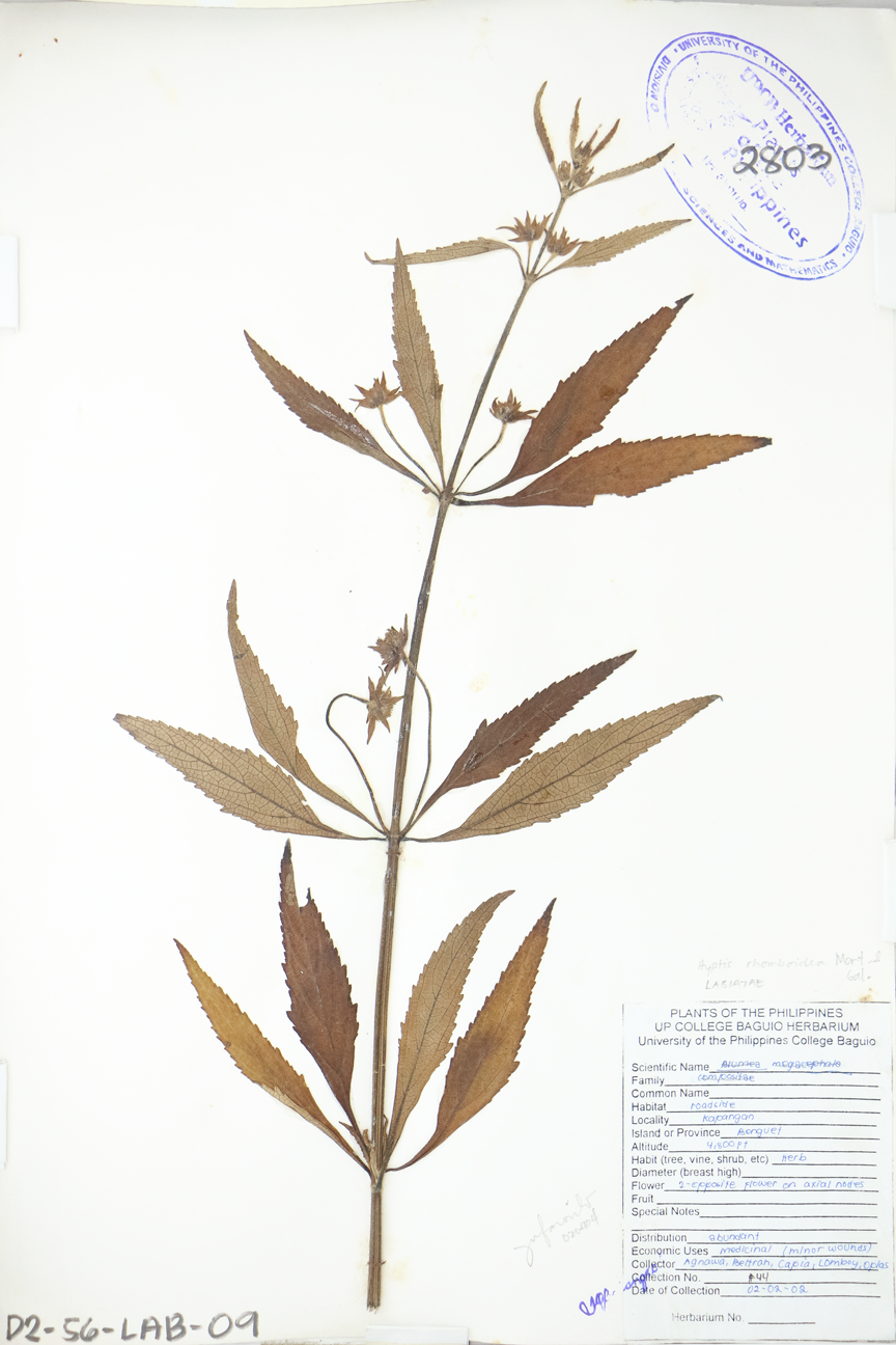 Image of Lamiaceae Hyptis capitata