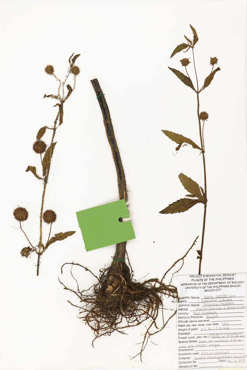 Image of Lamiaceae Hyptis capitata