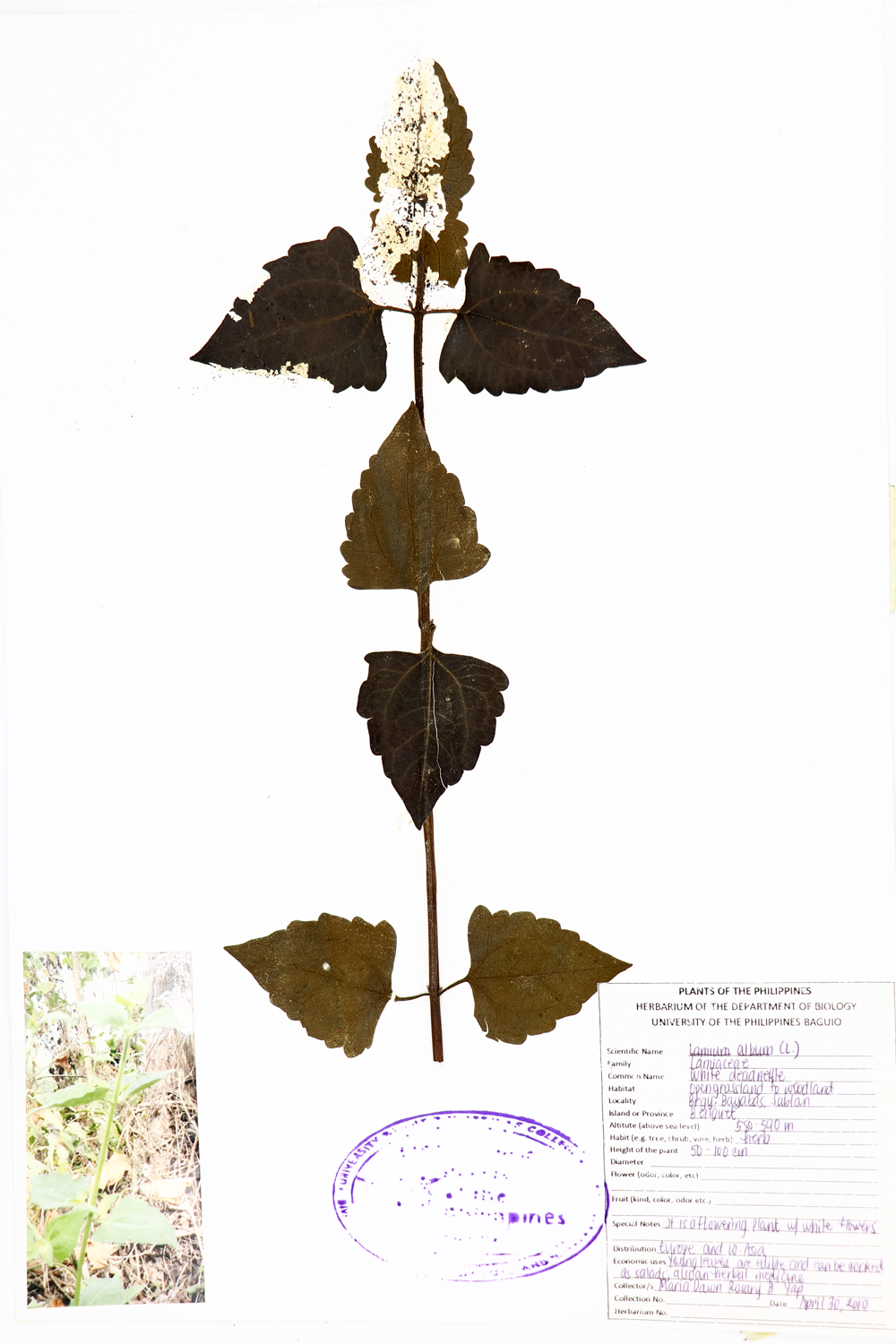 Image of Lamiaceae Lamium album