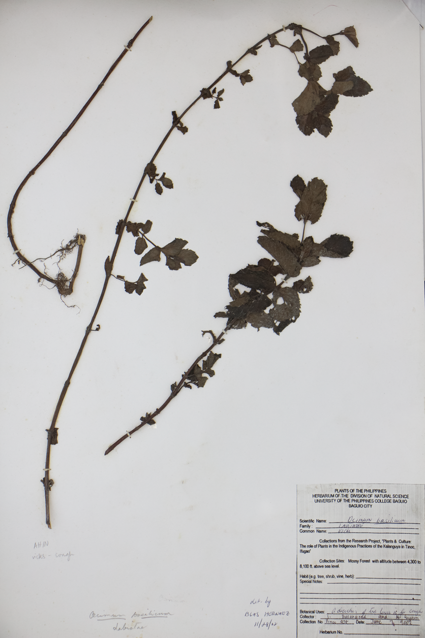 Image of Lamiaceae Ocimum basilicum