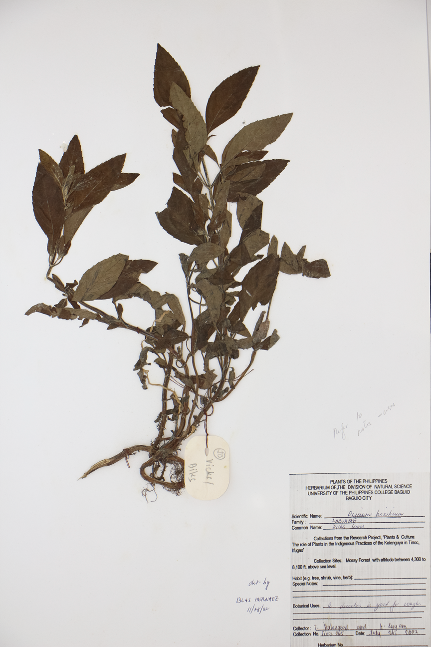 Image of Lamiaceae Ocimum basilicum