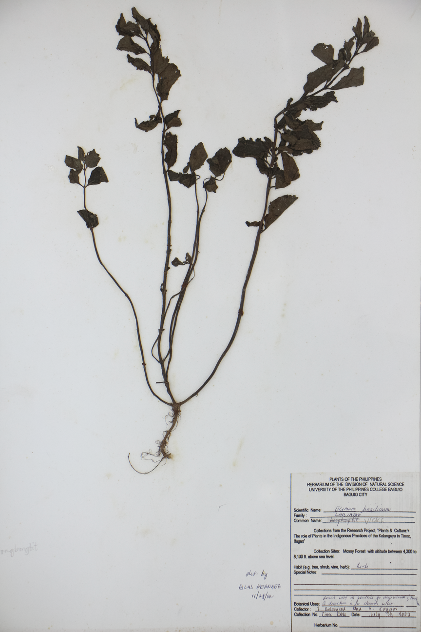 Image of Lamiaceae Ocimum basilicum