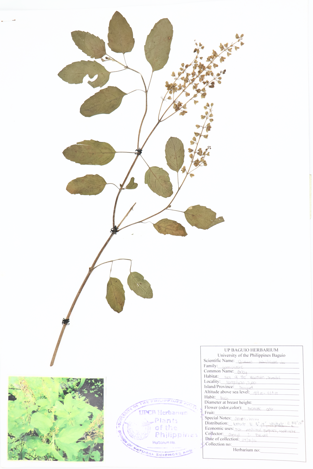 Image of Lamiaceae Ocimum basilicum