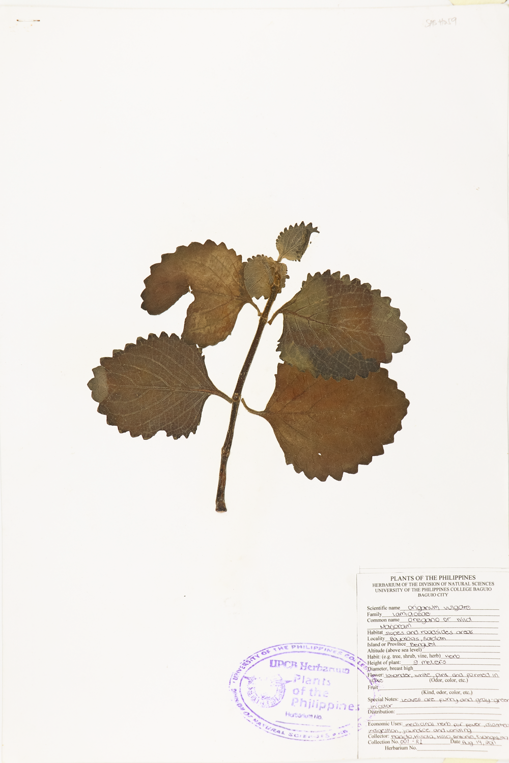 Image of Lamiaceae Origanum vulgare