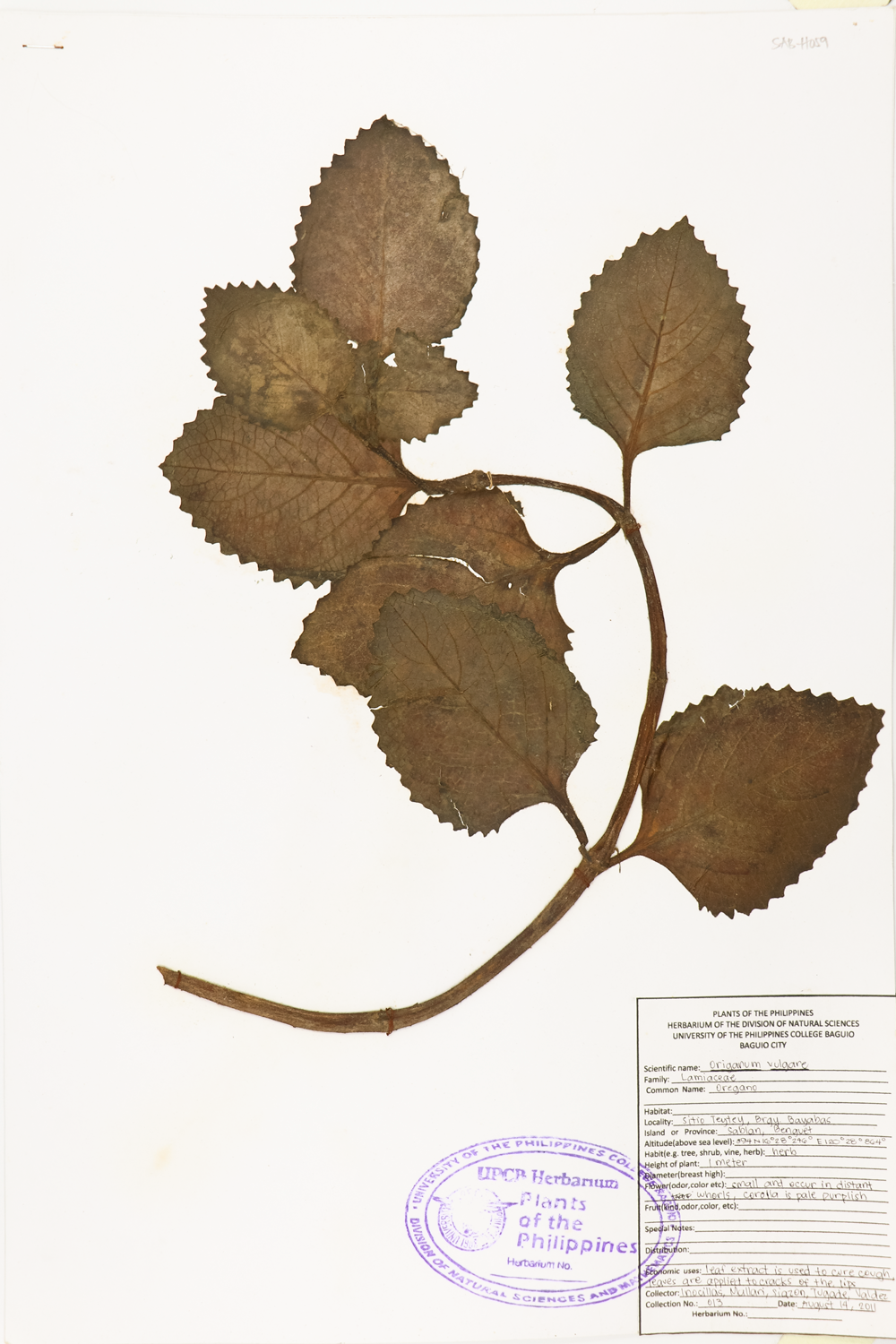 Image of Lamiaceae Origanum vulgare