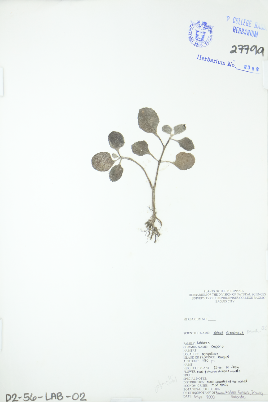 Image of Lamiaceae Plectranthus amboinicus