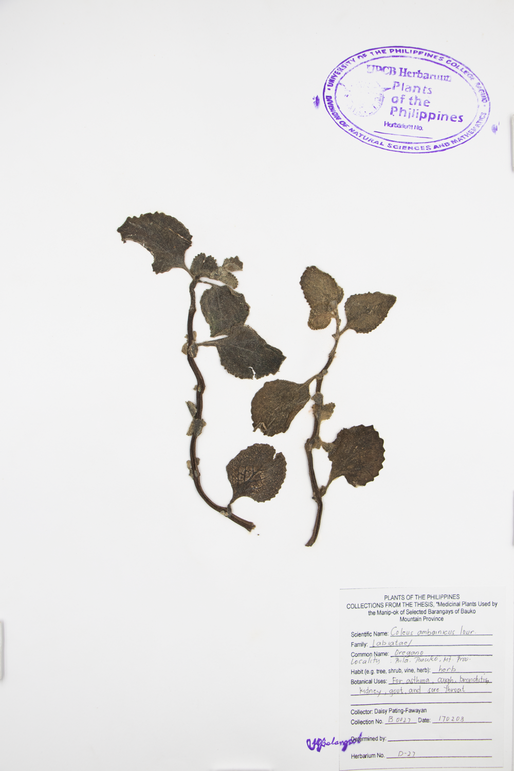 Image of Lamiaceae Plectranthus amboinicus