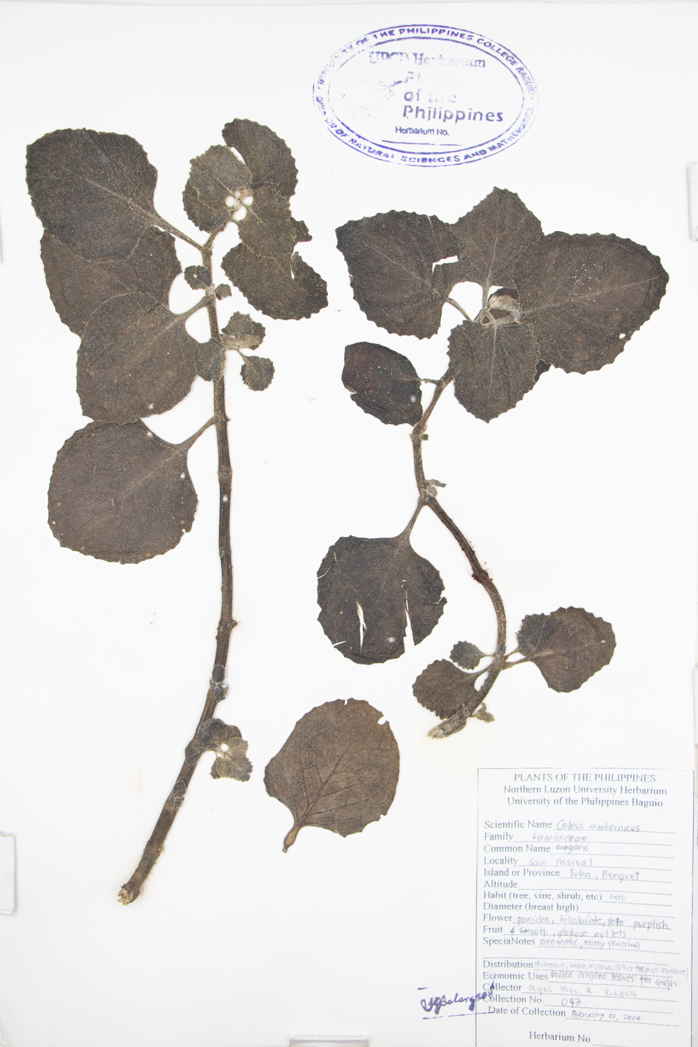 Image of Lamiaceae Plectranthus amboinicus