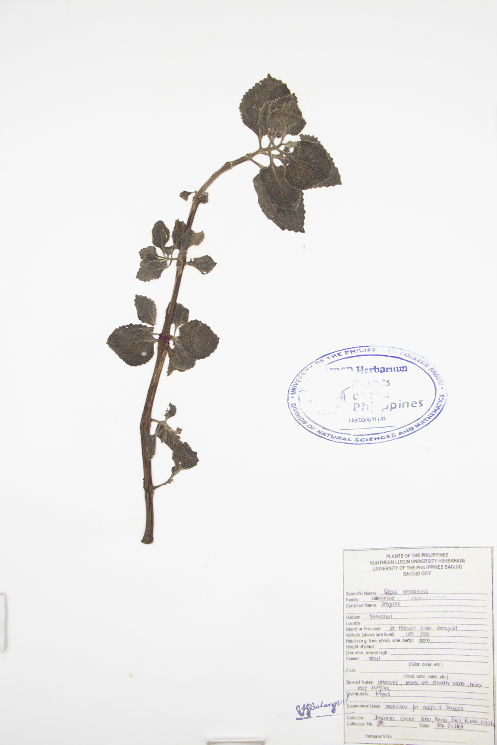 Image of Lamiaceae Plectranthus amboinicus