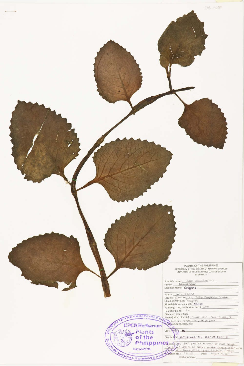 Image of Lamiaceae Plectranthus amboinicus