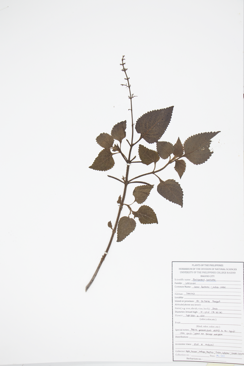 Image of Lamiaceae Plectranthus barbatus