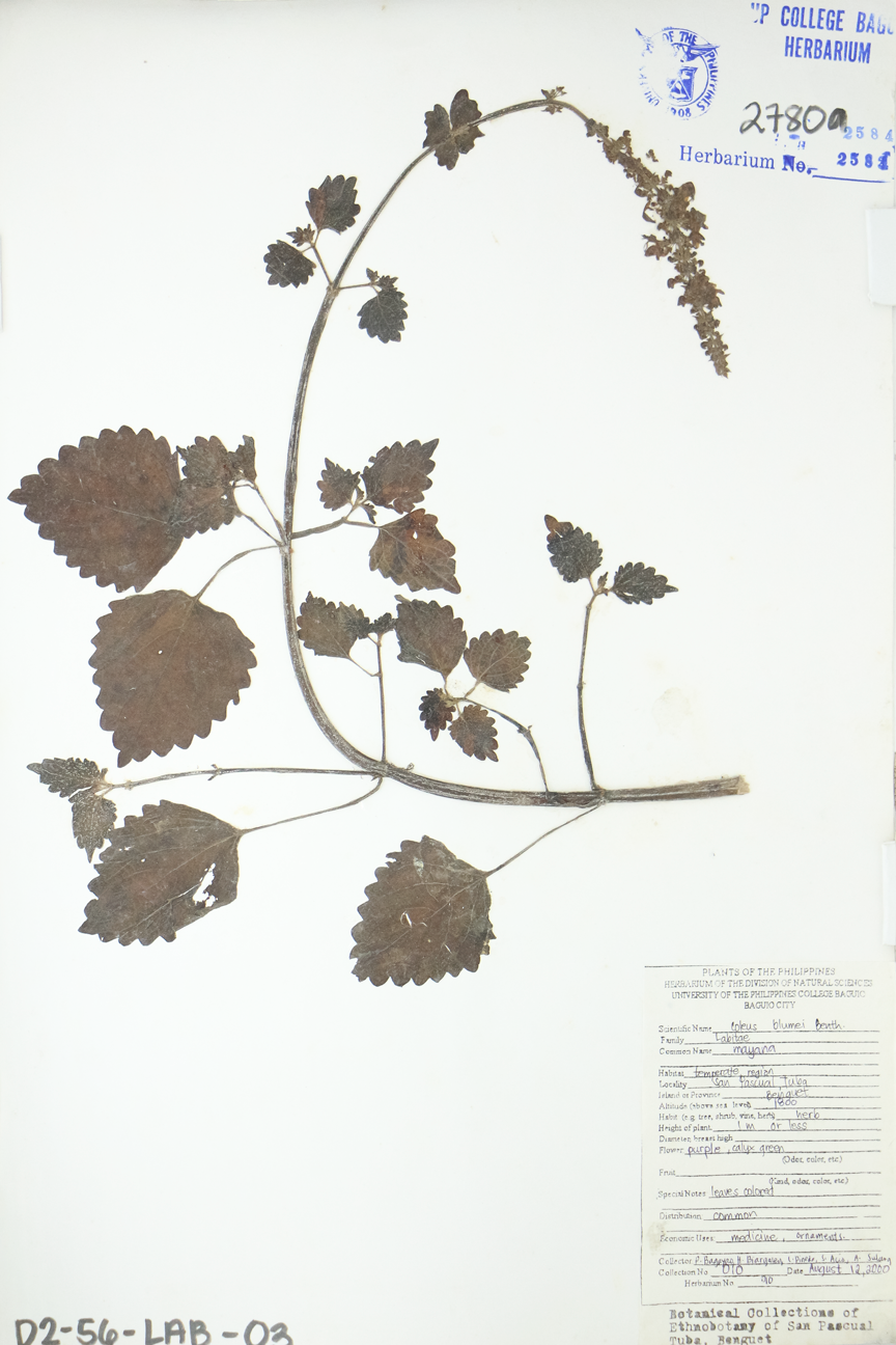 Image of Lamiaceae Plectranthus scutellarioides