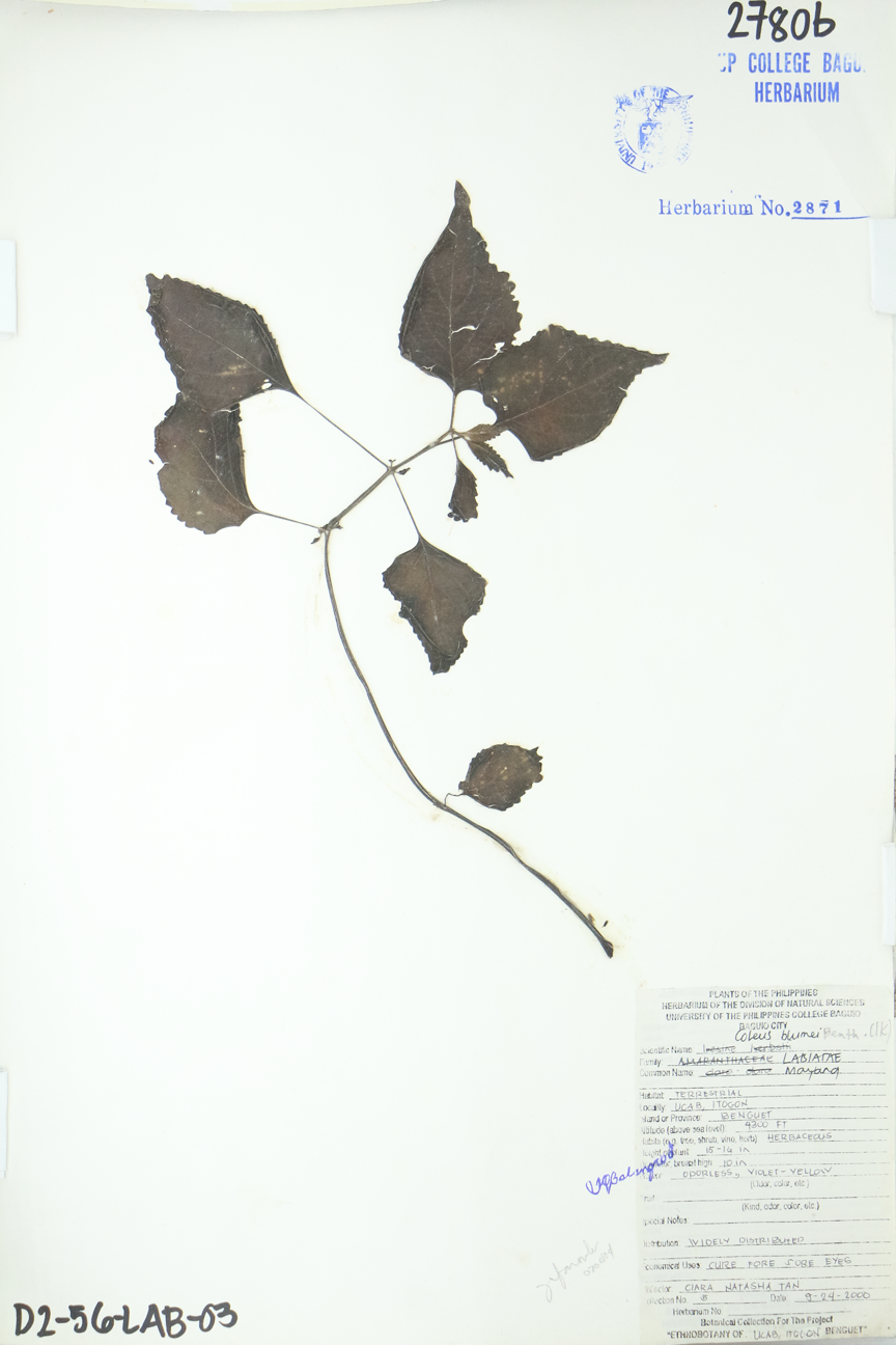 Image of Lamiaceae Plectranthus scutellarioides